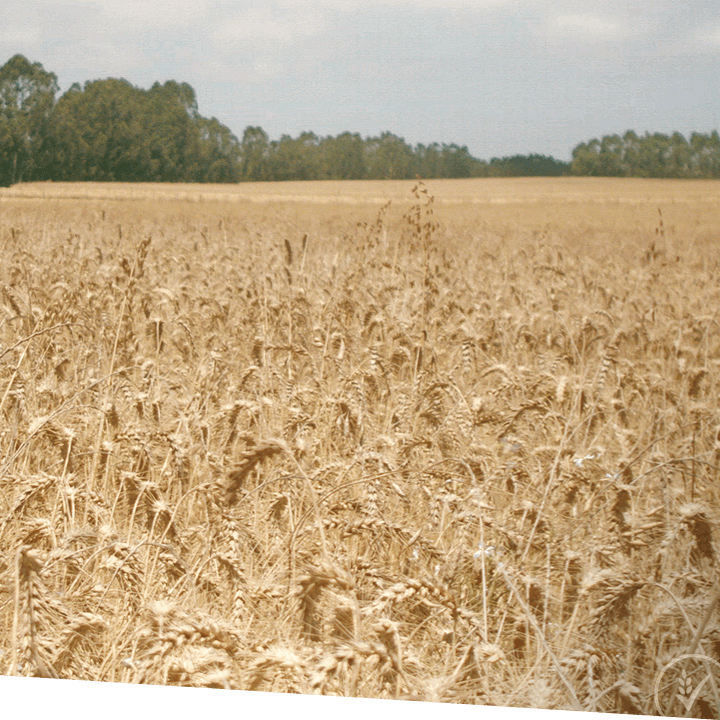 How to Make Breakfast Cereals Nestlé Cereals